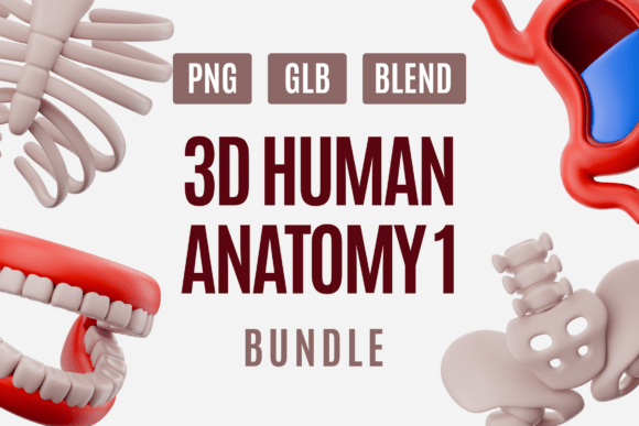 Human Anatomy 3D Model Pack 01: A Practical Guide for Creators and Educators